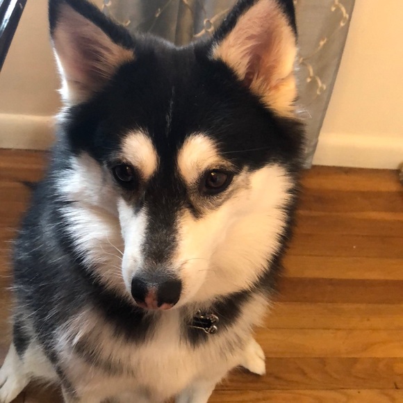 Meet your Posher, Irma - Picture 1 of 1